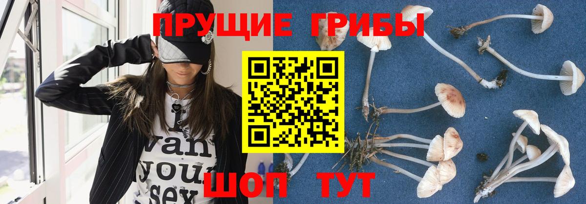 Пермь  Галлюциногенные грибы Psilocybine cubensis  Галлюциногенные грибы прущие грибы  Вход с VPN 